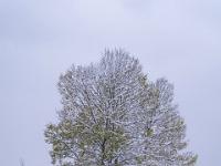 Neuschnee auf Baumgruppe mit Restlaub